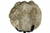 Fossil Mosasaur Vertebra w/ Metal Stand - Texas #316047-2